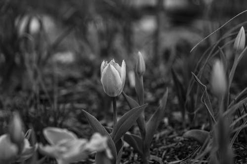 Black and white photograph of tulips in the garden