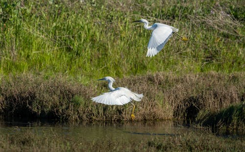 Two white birds flying over a marshy area