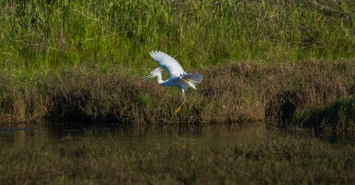 A white bird flying over a marshy area