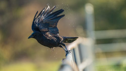 Raven Flying from Bar