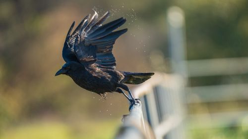 Free A raven takes flight from a fence in San Rafael, showcasing wildlife photography's elegance. Stock Photo