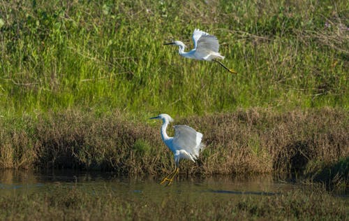 Two white birds flying over a marshy area