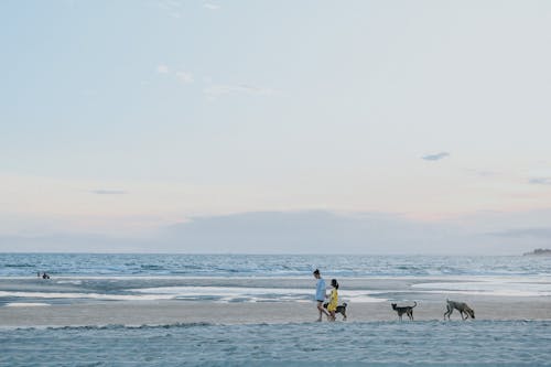 A couple and their dog walk on the beach