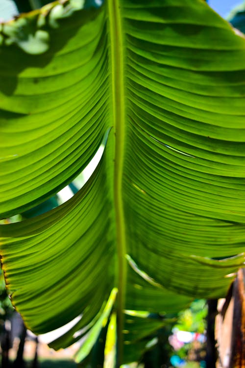 Grüne Bananenblattpflanze