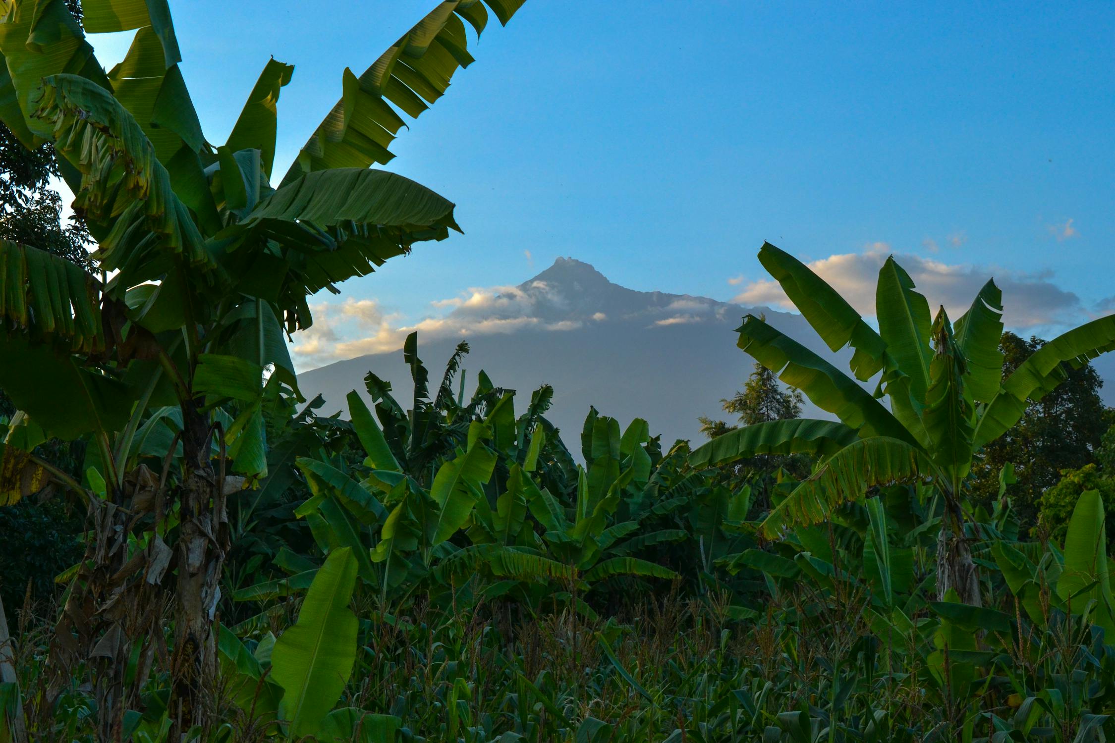 Banana Trees Under Clear Sky