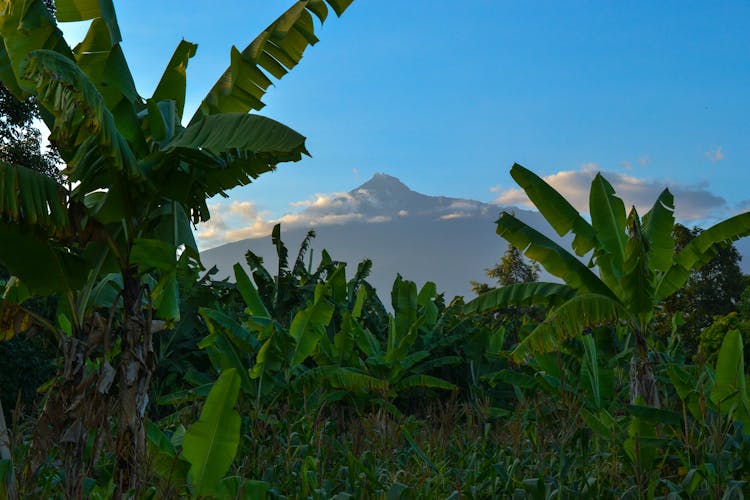 Banana Trees Under Clear Sky