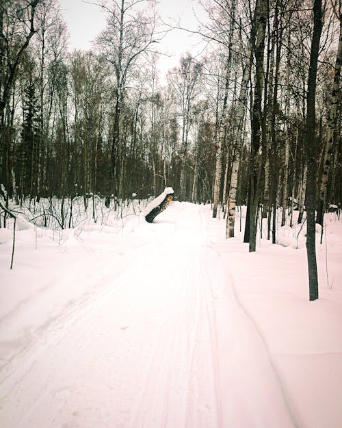 Snow Covered Country Road in a Forest 