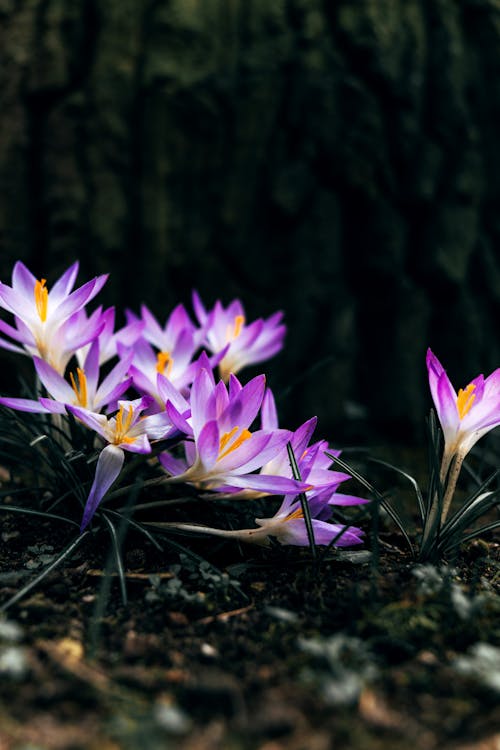 Gratis arkivbilde med fjær, krokus, vårens festival