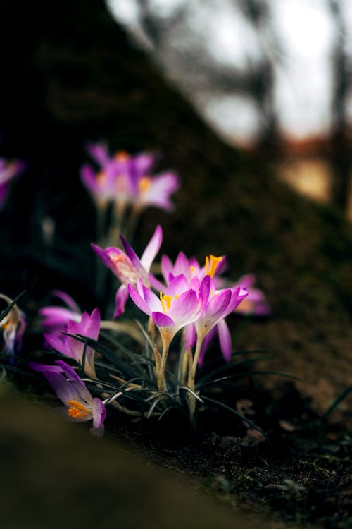 Fotos de stock gratuitas de azafrán, enfoque selectivo, flores