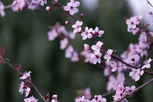 คลังภาพถ่ายฟรี ของ กลางแจ้ง, กลีบดอก, กลีบดอกไม้สีชมพู