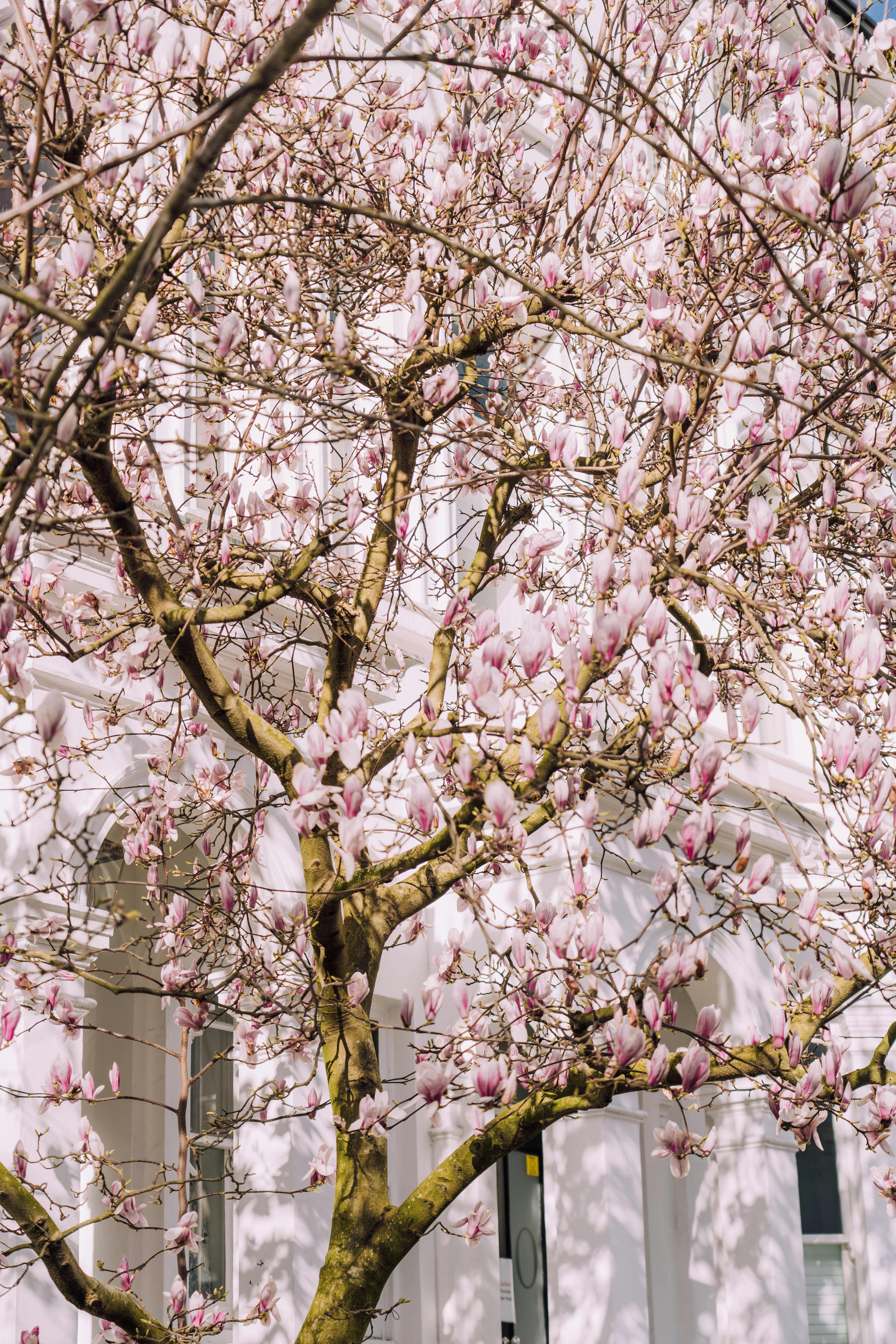 Beautiful magnolia tree in full bloom against urban building in London during spring.