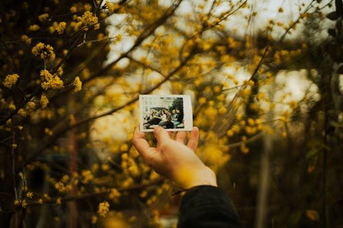 A person holding a small photo in front of yellow flowers