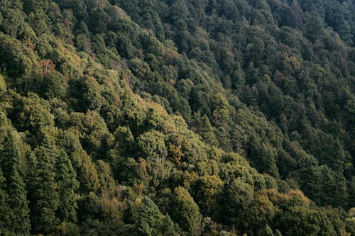 Aerial View of a Dense Forest Covering a Mountain 