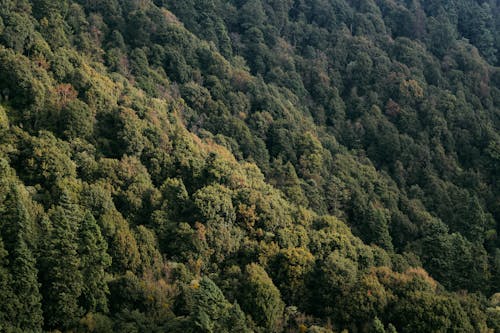 Photos gratuites de arbres, colline, dense