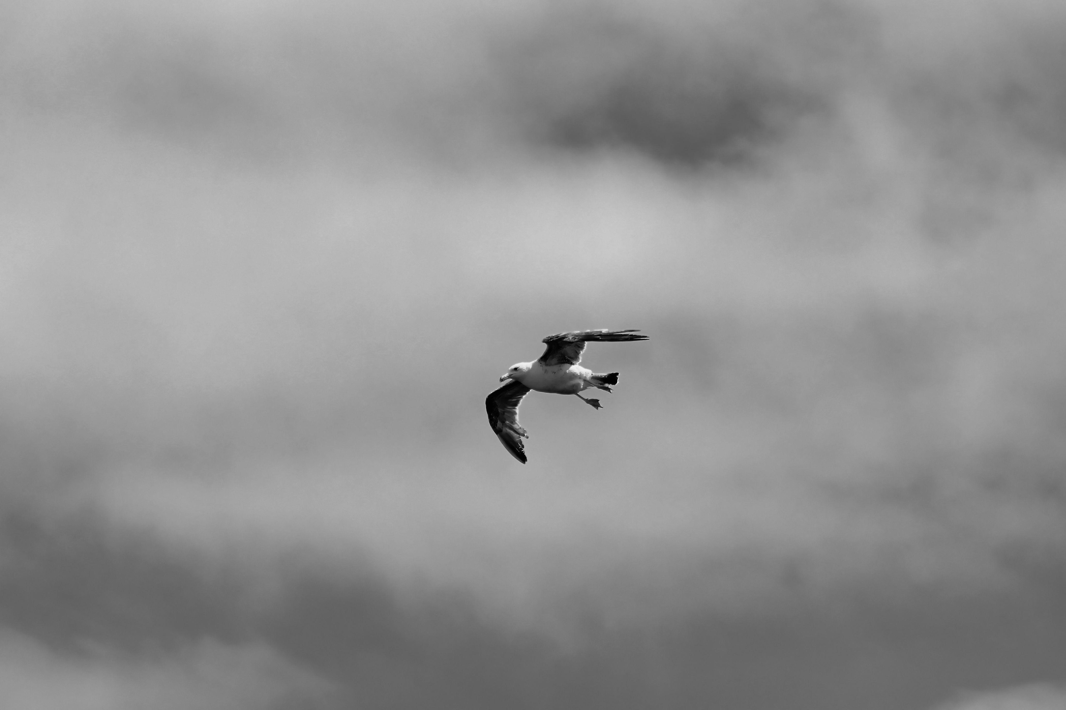 Black and White Picture of Flying Seagulls · Free Stock Photo