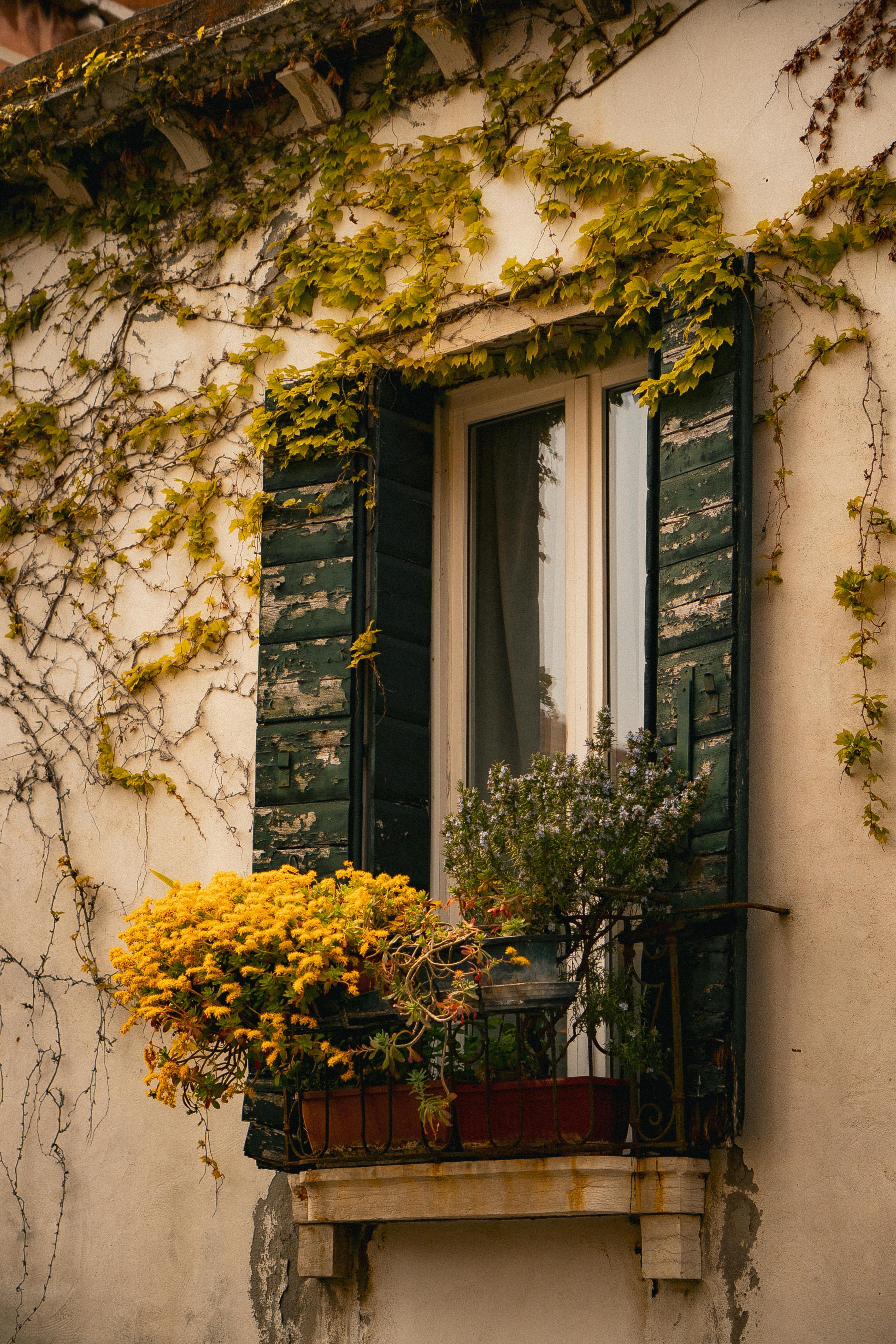 Quaint Venetian window with rustic shutters, vibrant plants, and ivy on a warm-toned wall in Venice, Italy.