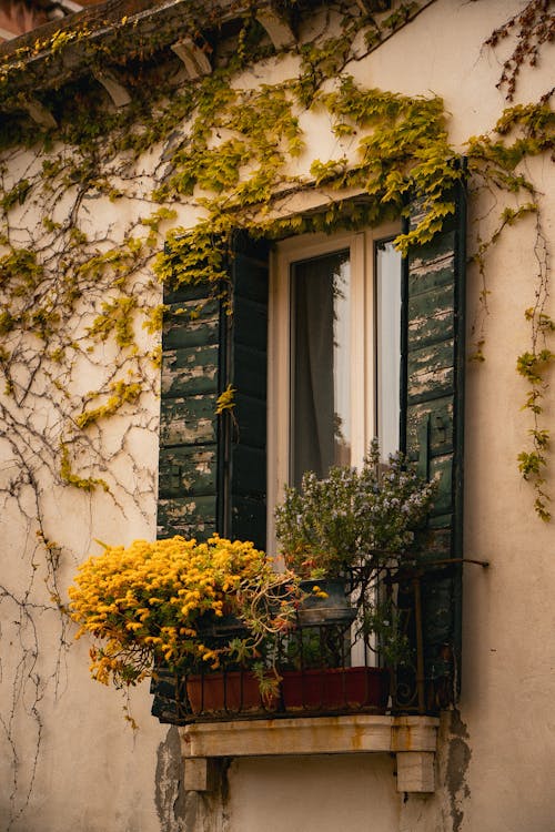 Flowers and Ivy around House Windows