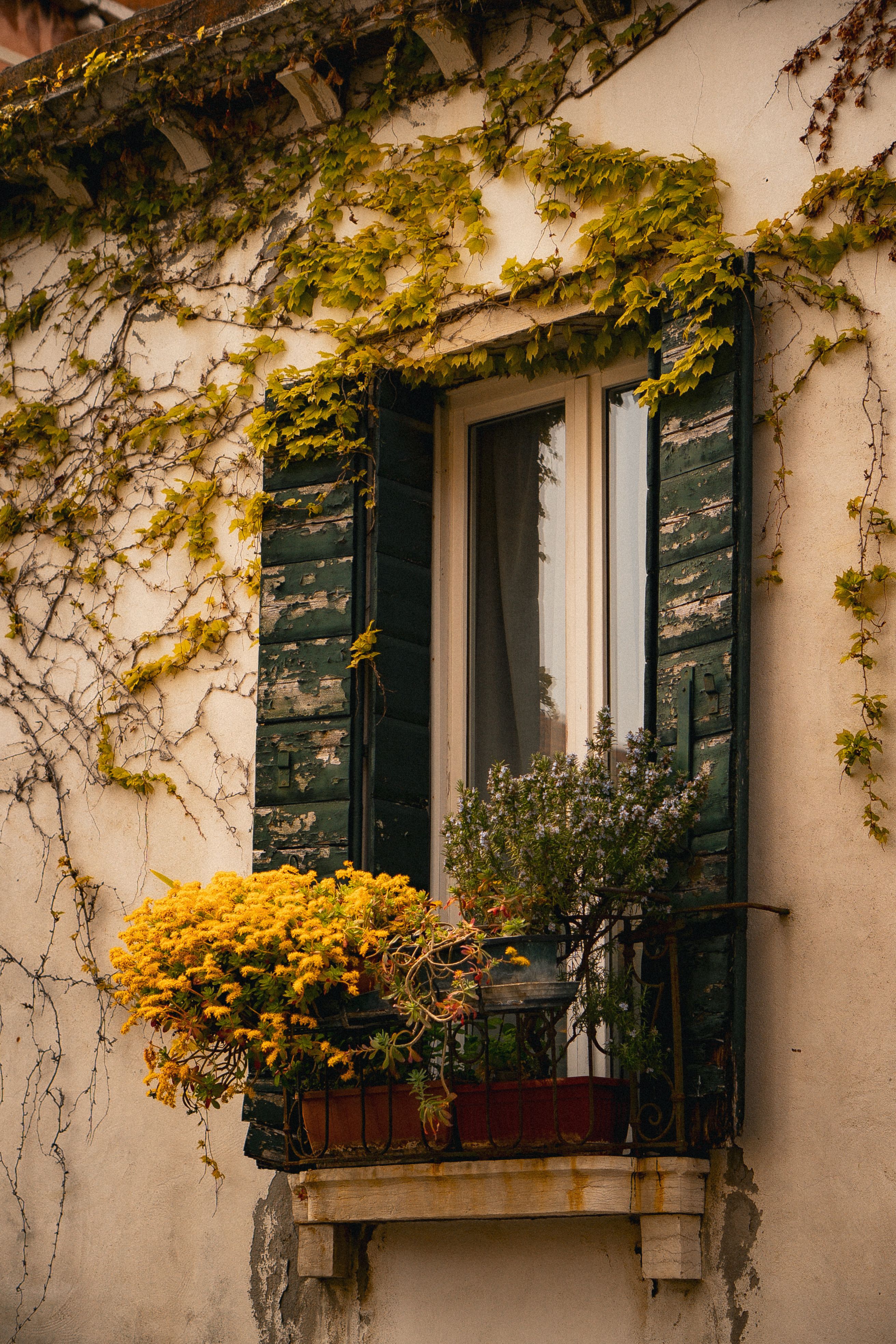 Flores Y Hiedra Alrededor De Las Ventanas De La Casa · Foto de stock ...