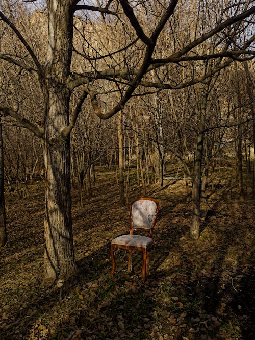 A chair in the woods with trees around it