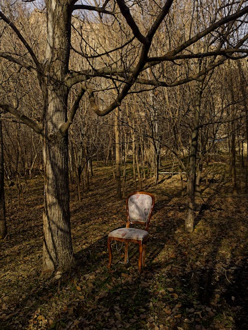 Foto d'estoc gratuïta de arbres, bosc, boscos