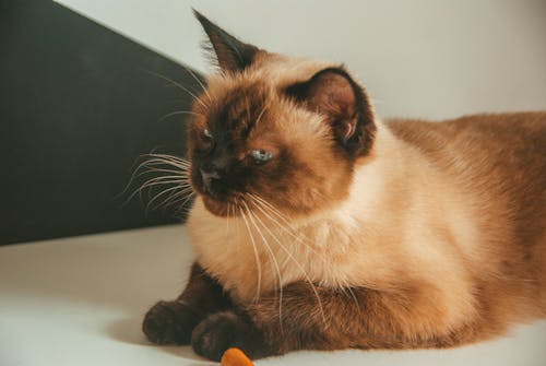 A siamese cat laying on a white surface with an orange carrot