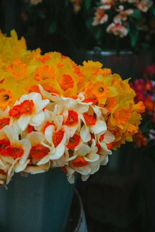 Imagine de stoc gratuită din alb, colorat, flori