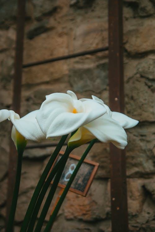 꽃, 로맨스, 부활절의 무료 스톡 사진