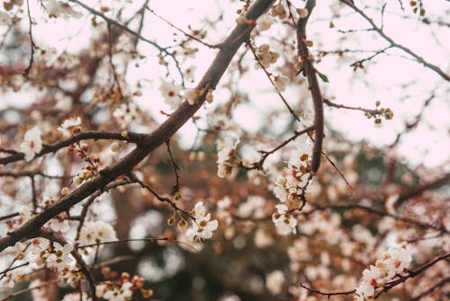Foto stok gratis alam, bunga, cabang