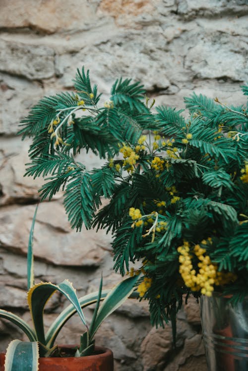 A plant with yellow flowers and green leaves
