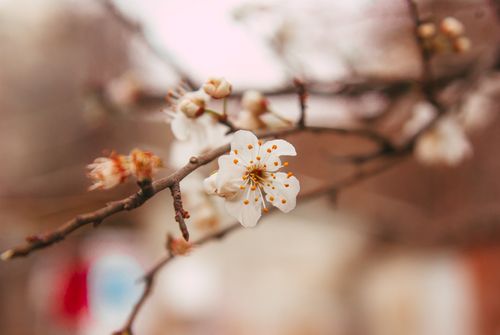 Free Delicate white blossoms on a tree branch in full bloom during spring. Stock Photo