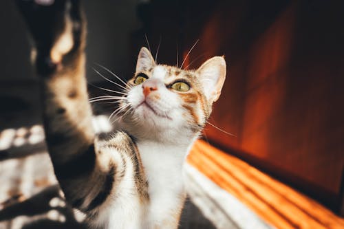 Close-up Photo Of A Curious Calico Cat 