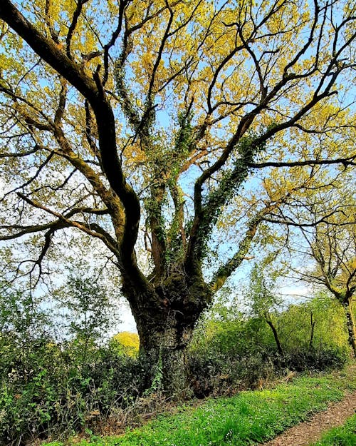 A large tree with yellow leaves on it