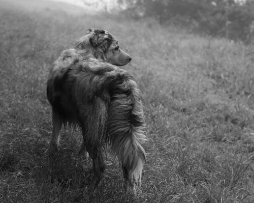 Foto stok gratis anjing, fotografi binatang, hewan peliharaan