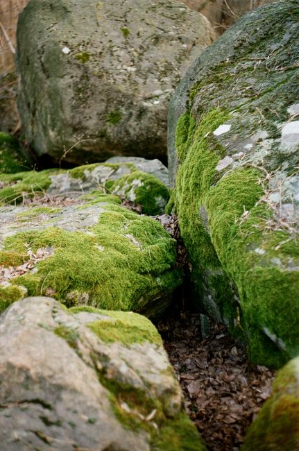 Explore the rich green moss covering stones in Zaporizhzhia, Ukraine, a serene nature scene.