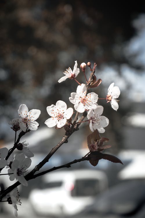 A close up of a cherry blossom tree