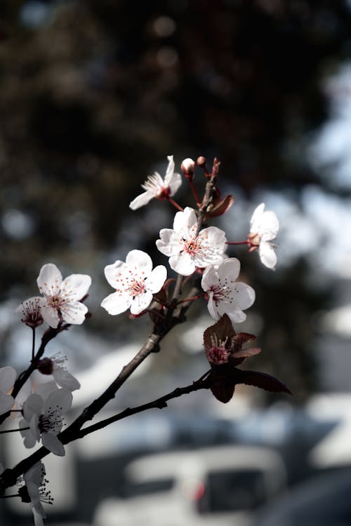 A close up of a cherry blossom tree