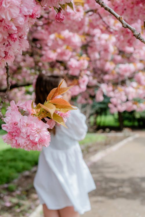 A girl in a white dress is looking at the cherry blossoms