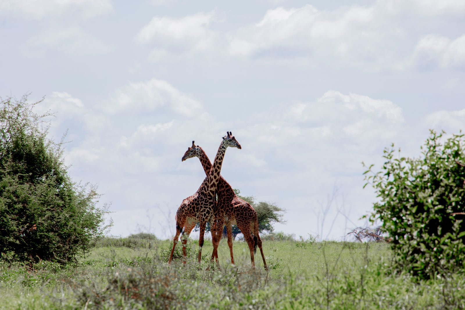 Giraffes standing on open African grassland