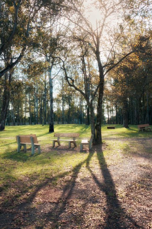 Free Serene park scene with benches under sunlight filtering through trees. Stock Photo