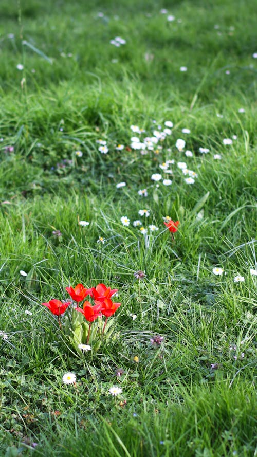 คลังภาพถ่ายฟรี ของ ดอกไม้, ทุ่งหญ้า, ธรรมชาติ