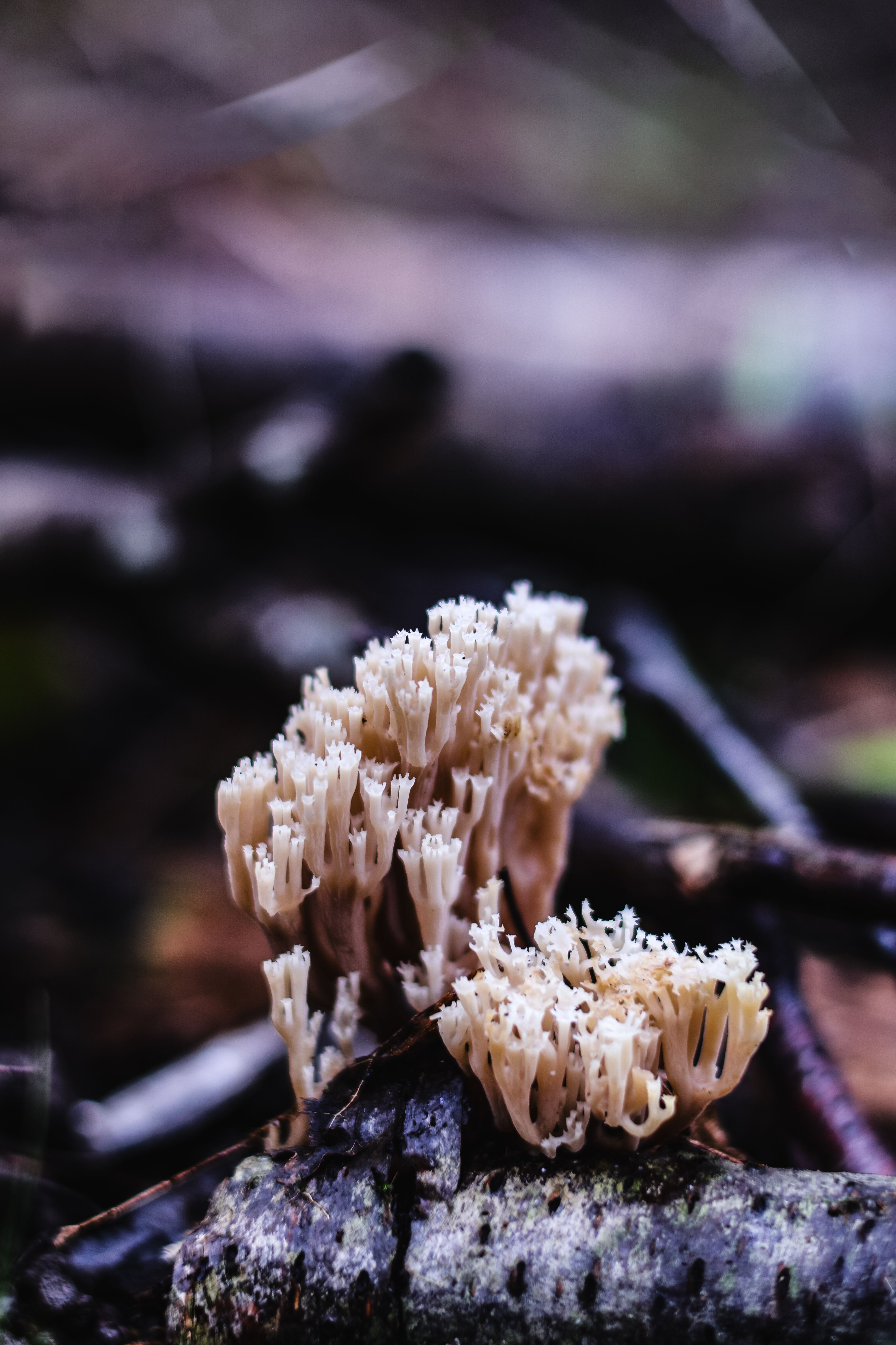 Delicate white coral-like fungus growing in woodland