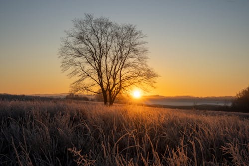 Photos gratuites de arbres, campagne, ciel clair