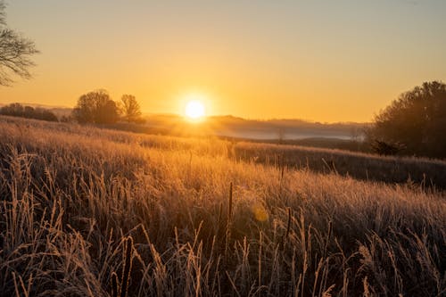 The sun rises over a field with frost on it