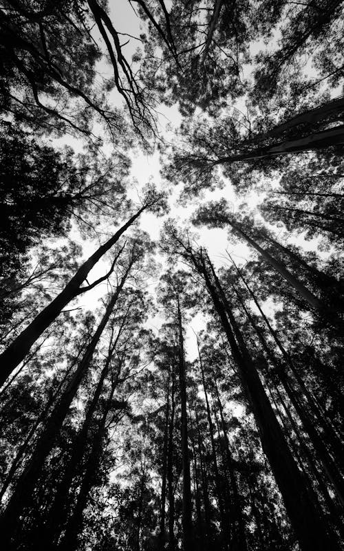 Imagine de stoc gratuită din alb-negru, arbori, arbori veșnic verzi
