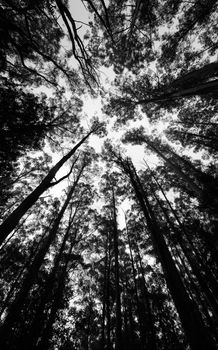 A stunning black and white image capturing the towering height of forest trees, viewed from below.