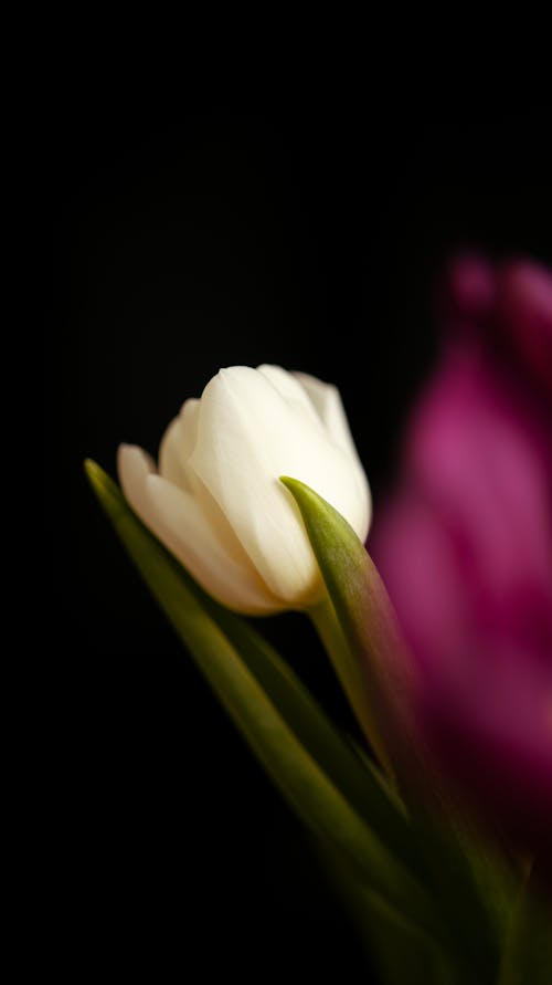 A single white tulip is shown in a dark room