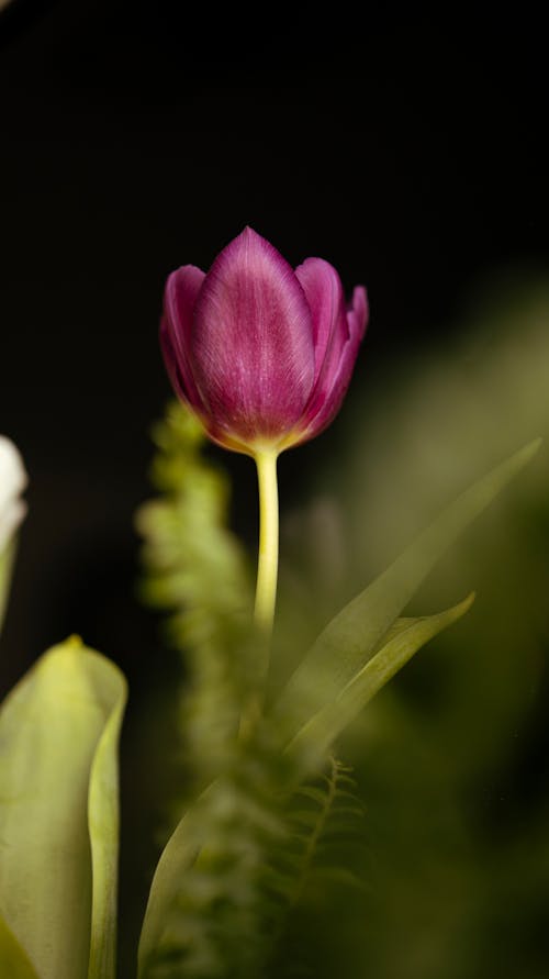 Foto profissional grátis de cor-de-rosa, flor, foco seletivo