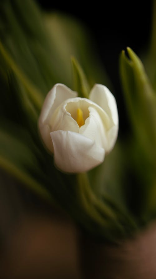 Immagine gratuita di bianco, fiore, focus selettivo