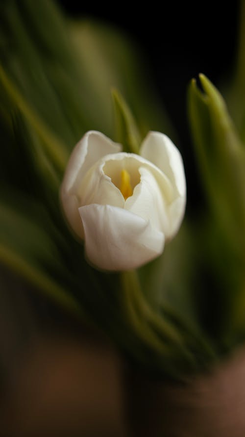 Kostnadsfri bild av blomma, kronblad, natur