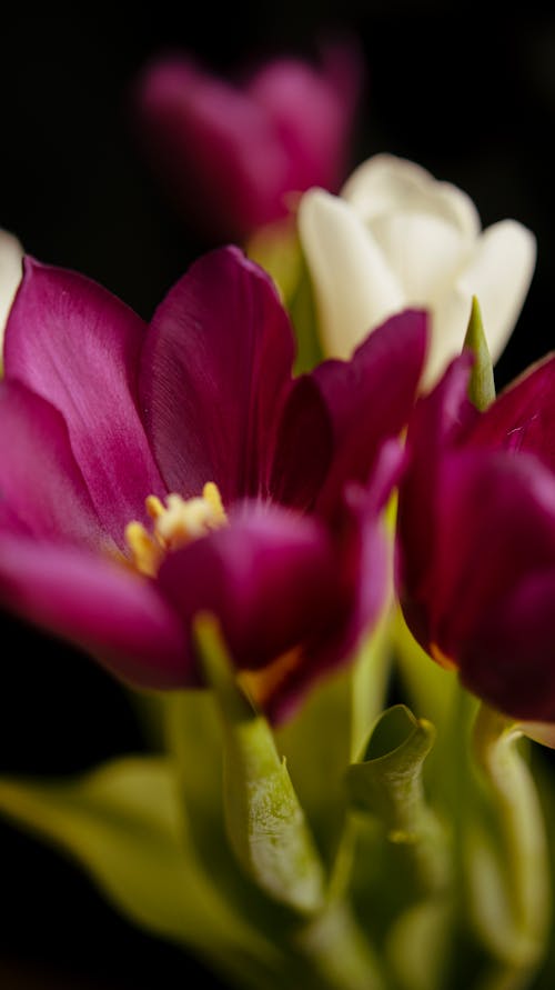 A close up of purple and white tulips